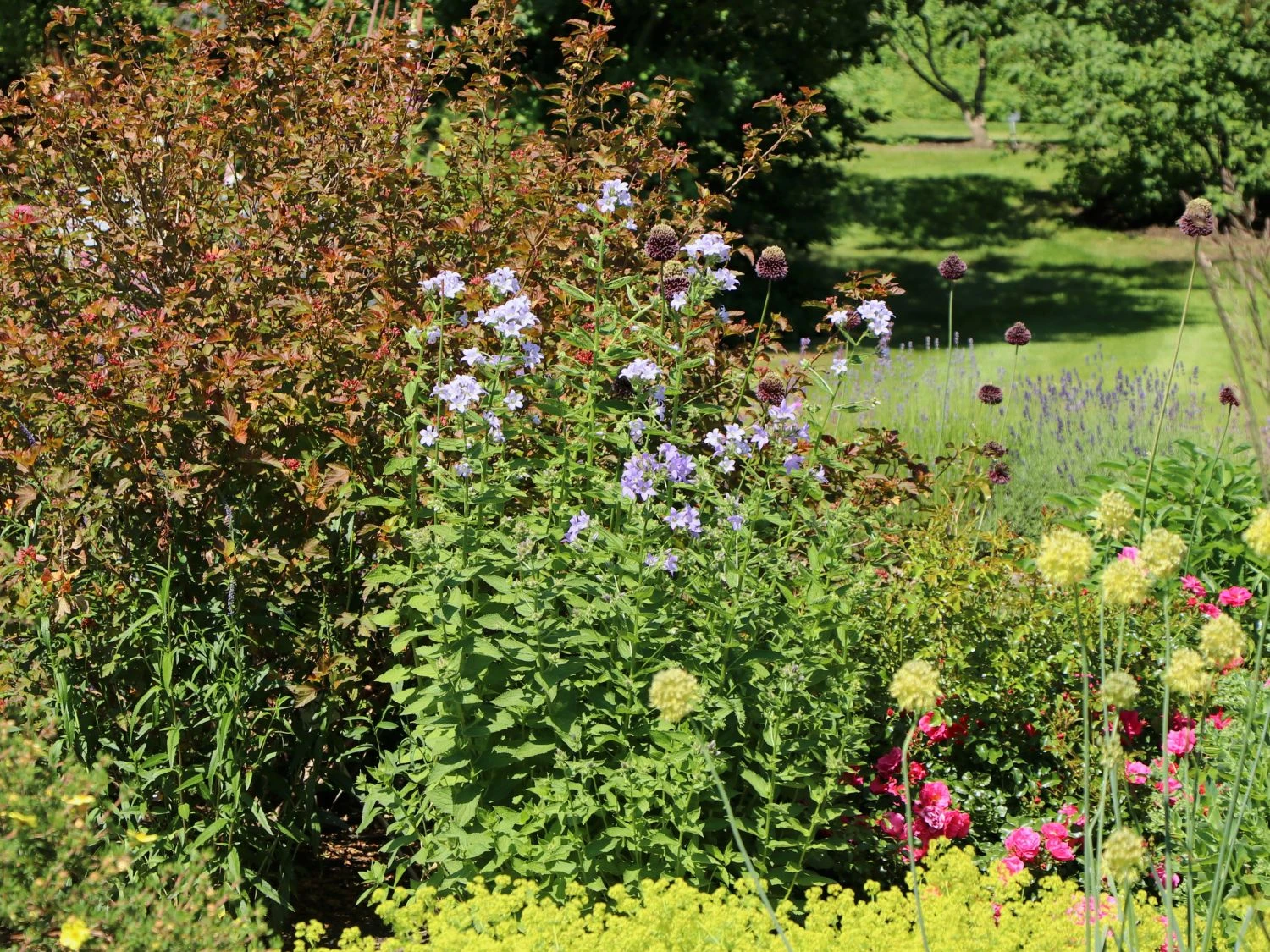 Dolden-Glockenblume 'Prichard's Variety' 4 Dolden-Glockenblume 'Prichard's Variety' – Bild 2