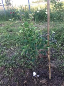 Echte Felsenbirne / Gemeine Felsenbirne 36 Echte Felsenbirne / Gemeine Felsenbirne -Angebote Blumen Takt Store echte felsenbirne gemeine felsenbirne m014118 1011947 0