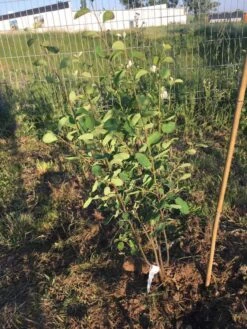 Echte Felsenbirne / Gemeine Felsenbirne 35 Echte Felsenbirne / Gemeine Felsenbirne -Angebote Blumen Takt Store echte felsenbirne gemeine felsenbirne m014118 1011947 1