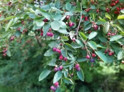 Echte Felsenbirne / Gemeine Felsenbirne 34 Echte Felsenbirne / Gemeine Felsenbirne -Angebote Blumen Takt Store echte felsenbirne gemeine felsenbirne m014118 1072389 0