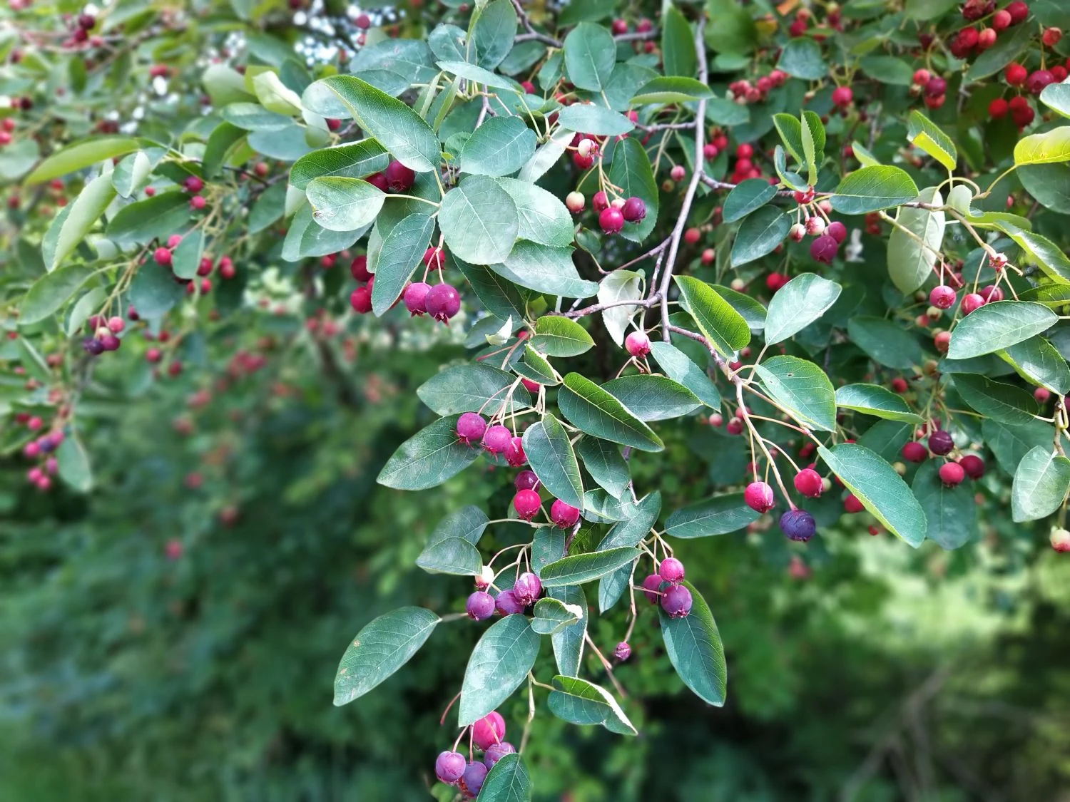 Echte Felsenbirne / Gemeine Felsenbirne 17 Echte Felsenbirne / Gemeine Felsenbirne – Bild 15