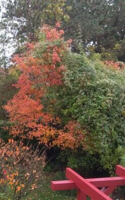 Echte Felsenbirne / Gemeine Felsenbirne 33 Echte Felsenbirne / Gemeine Felsenbirne -Angebote Blumen Takt Store echte felsenbirne gemeine felsenbirne m014118 171685 0