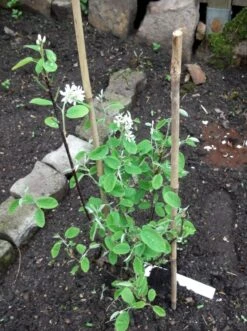 Echte Felsenbirne / Gemeine Felsenbirne 37 Echte Felsenbirne / Gemeine Felsenbirne -Angebote Blumen Takt Store echte felsenbirne gemeine felsenbirne m014118 493559 0