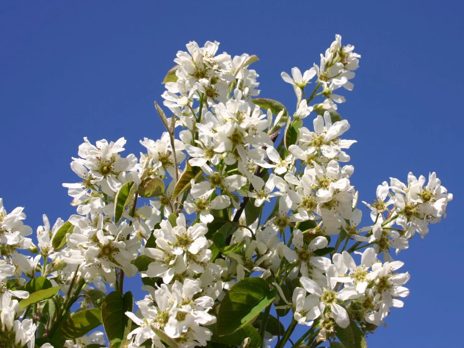 Echte Felsenbirne / Gemeine Felsenbirne 3 Echte Felsenbirne / Gemeine Felsenbirne