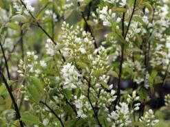 Echte Felsenbirne / Gemeine Felsenbirne 31 Echte Felsenbirne / Gemeine Felsenbirne -Angebote Blumen Takt Store echte felsenbirne gemeine felsenbirne m014118 w 0