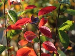 Echte Felsenbirne / Gemeine Felsenbirne 29 Echte Felsenbirne / Gemeine Felsenbirne -Angebote Blumen Takt Store echte felsenbirne gemeine felsenbirne m014118 w 1