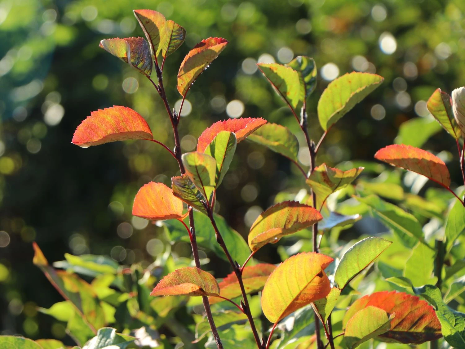 Echte Felsenbirne / Gemeine Felsenbirne 15 Echte Felsenbirne / Gemeine Felsenbirne – Bild 13