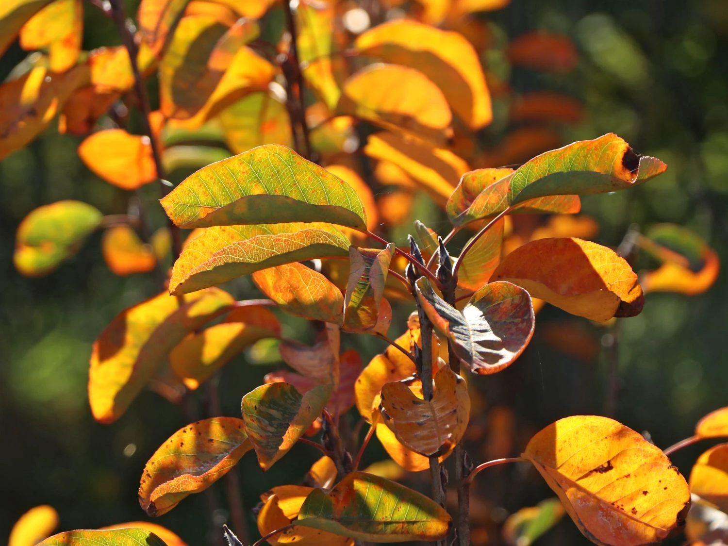 Echte Felsenbirne / Gemeine Felsenbirne 10 Echte Felsenbirne / Gemeine Felsenbirne – Bild 8