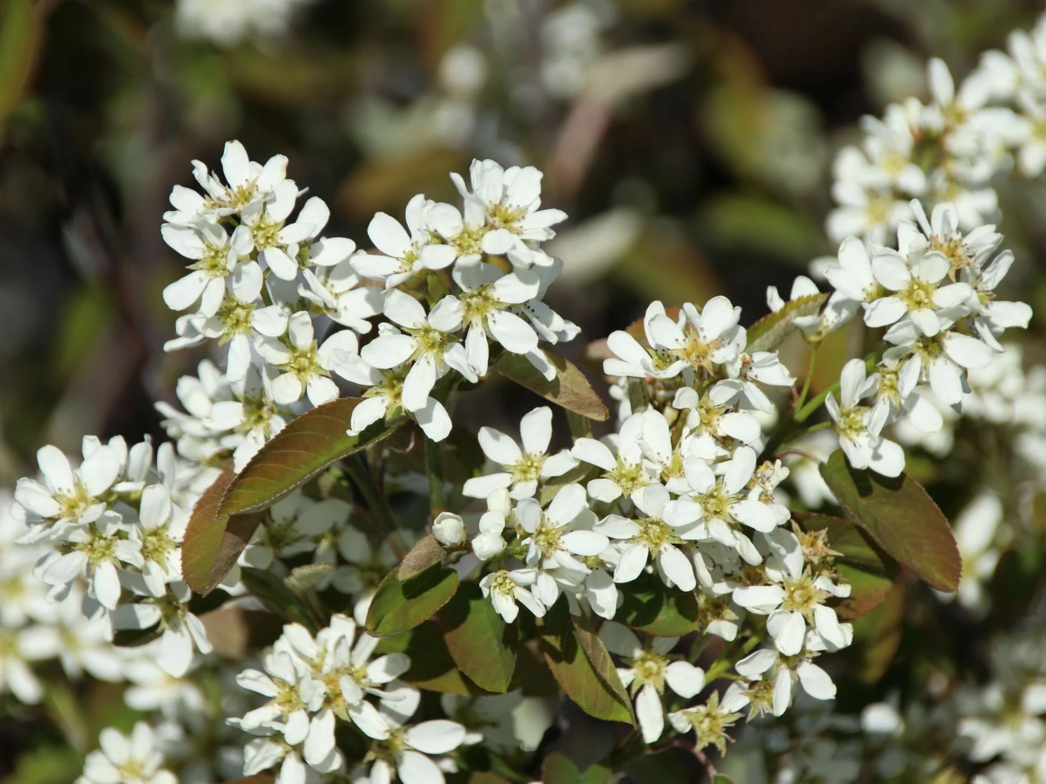 Echte Felsenbirne / Gemeine Felsenbirne 8 Echte Felsenbirne / Gemeine Felsenbirne – Bild 6