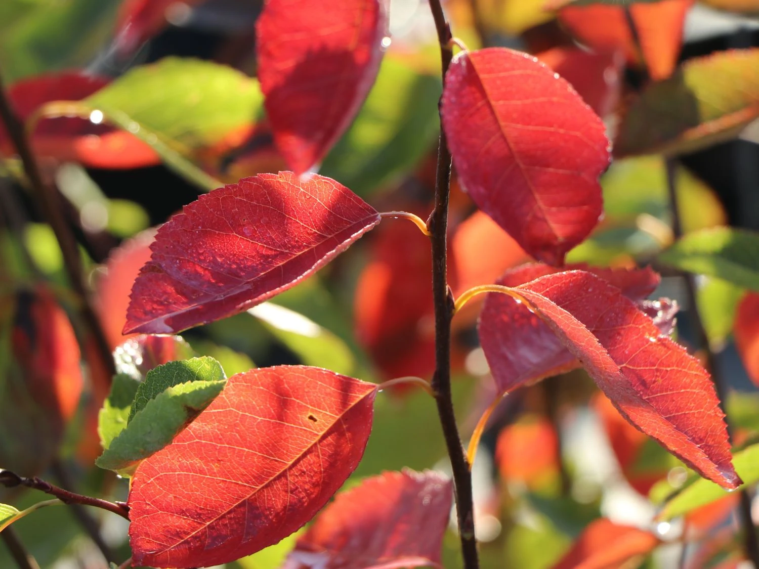 Echte Felsenbirne / Gemeine Felsenbirne 4 Echte Felsenbirne / Gemeine Felsenbirne – Bild 2