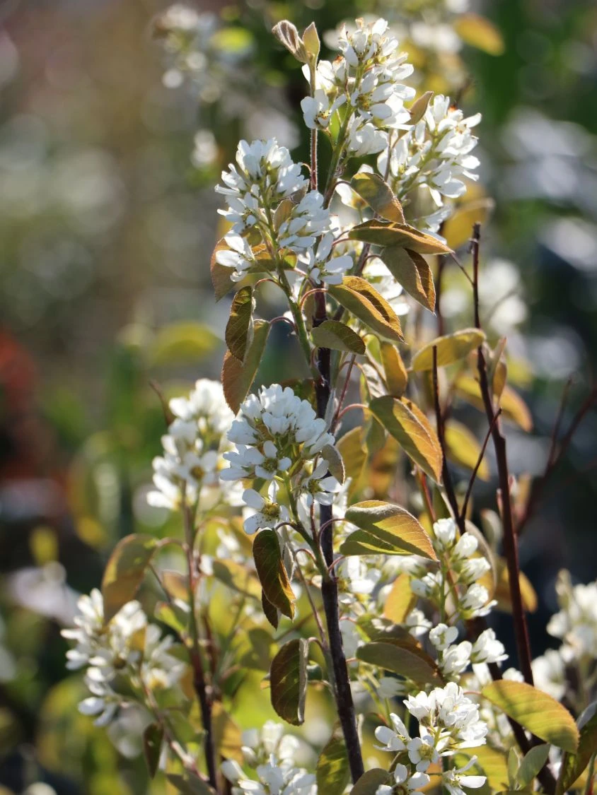 Echte Felsenbirne / Gemeine Felsenbirne 5 Echte Felsenbirne / Gemeine Felsenbirne – Bild 3