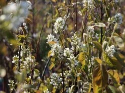 Echte Felsenbirne / Gemeine Felsenbirne 23 Echte Felsenbirne / Gemeine Felsenbirne -Angebote Blumen Takt Store echte felsenbirne gemeine felsenbirne m014118 w 5