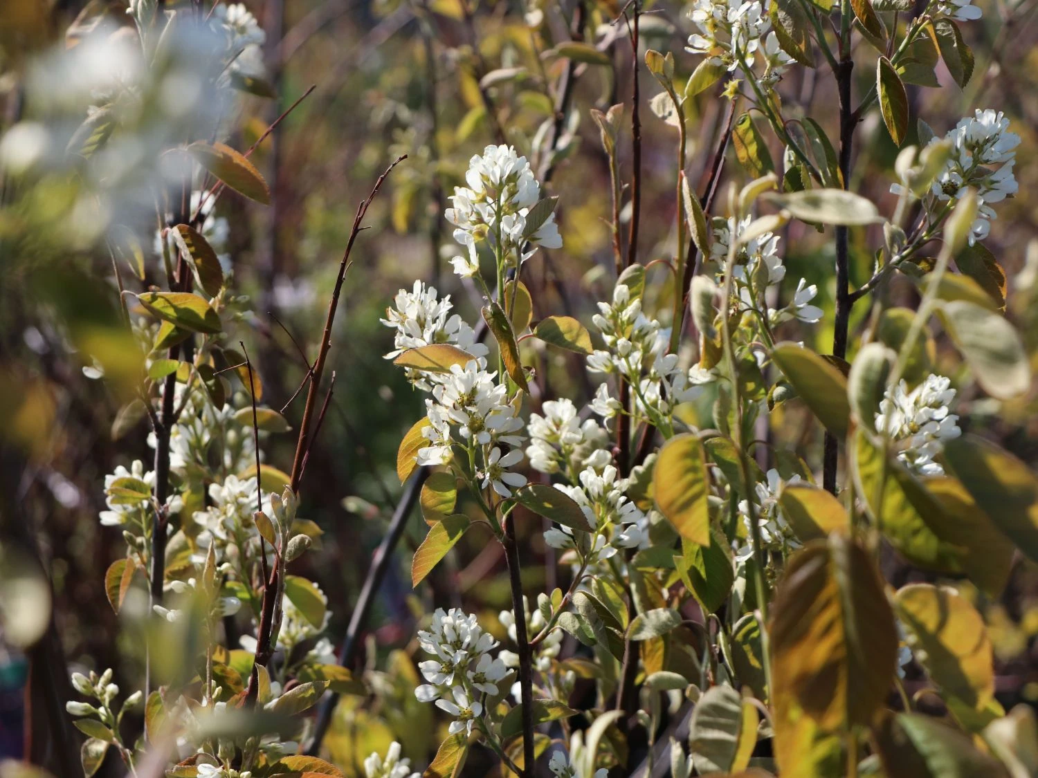 Echte Felsenbirne / Gemeine Felsenbirne 6 Echte Felsenbirne / Gemeine Felsenbirne – Bild 4