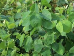 Echte Felsenbirne / Gemeine Felsenbirne 28 Echte Felsenbirne / Gemeine Felsenbirne -Angebote Blumen Takt Store echte felsenbirne gemeine felsenbirne m014118 w 6