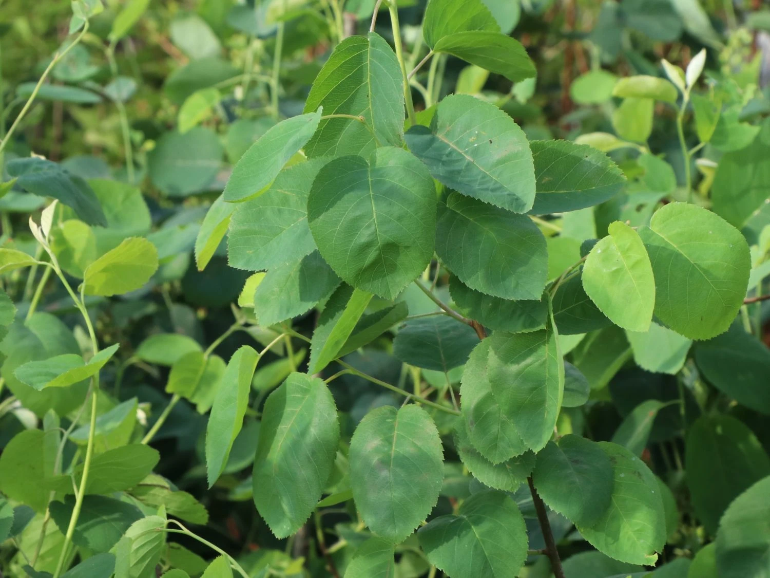 Echte Felsenbirne / Gemeine Felsenbirne 11 Echte Felsenbirne / Gemeine Felsenbirne – Bild 9