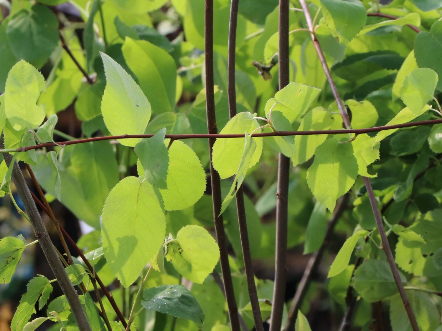 Echte Felsenbirne / Gemeine Felsenbirne 9 Echte Felsenbirne / Gemeine Felsenbirne – Bild 7