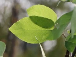 Echte Felsenbirne / Gemeine Felsenbirne 30 Echte Felsenbirne / Gemeine Felsenbirne -Angebote Blumen Takt Store echte felsenbirne gemeine felsenbirne m014118 w 8