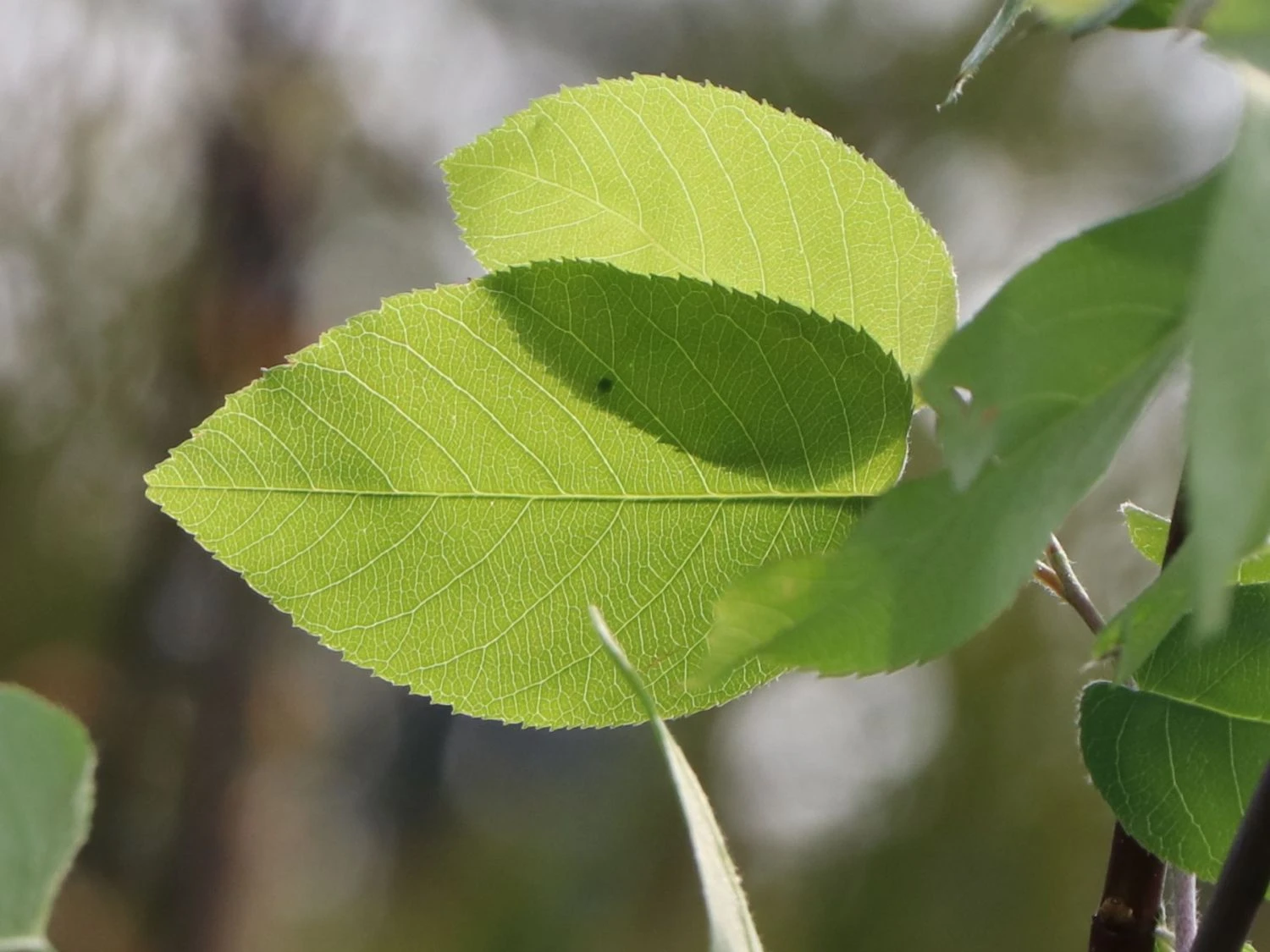 Echte Felsenbirne / Gemeine Felsenbirne 13 Echte Felsenbirne / Gemeine Felsenbirne – Bild 11