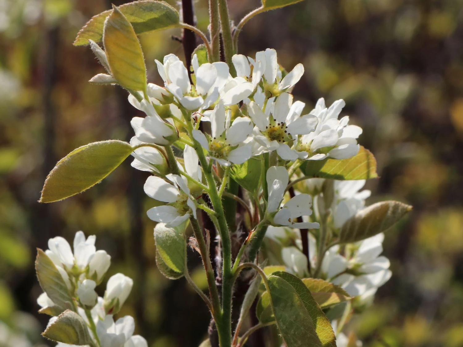 Echte Felsenbirne / Gemeine Felsenbirne 7 Echte Felsenbirne / Gemeine Felsenbirne – Bild 5