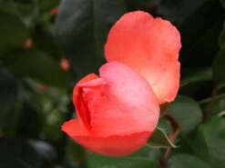 Edelrose 'Aachener Dom' ® -Angebote Blumen Takt Store edelrose aachener dom m002808 1341765 0