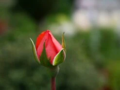 Edelrose 'Aachener Dom' ® -Angebote Blumen Takt Store edelrose aachener dom m002808 1341765 1