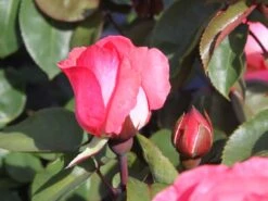 Edelrose 'Aachener Dom' ® -Angebote Blumen Takt Store edelrose aachener dom m002808 w 0