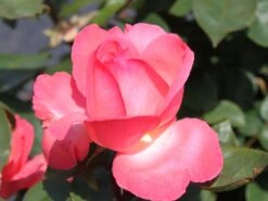 Edelrose 'Aachener Dom' ® -Angebote Blumen Takt Store edelrose aachener dom m002808 w 2