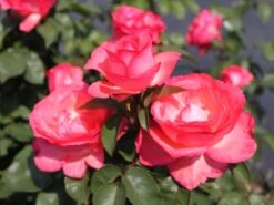 Edelrose 'Aachener Dom' ® -Angebote Blumen Takt Store edelrose aachener dom m002808 w 3