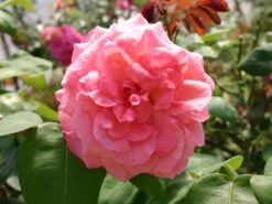 Edelrose 'Aachener Dom' ® -Angebote Blumen Takt Store edelrose aachener dom m002808 w 5