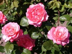 Edelrose 'Aachener Dom' ® -Angebote Blumen Takt Store edelrose aachener dom m002808 w 6