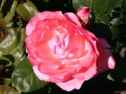 Edelrose 'Aachener Dom' ® -Angebote Blumen Takt Store edelrose aachener dom m002808 w 7