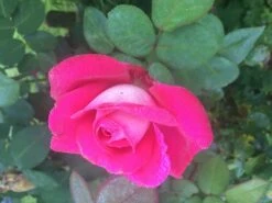 Edelrose 'Acapella' ® -Angebote Blumen Takt Store edelrose acapella m005838 643450 0