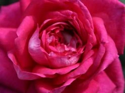 Edelrose 'Acapella' ® -Angebote Blumen Takt Store edelrose acapella m005838 w 10