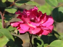 Edelrose 'Acapella' ® -Angebote Blumen Takt Store edelrose acapella m005838 w 4