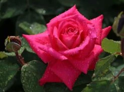 Edelrose 'Acapella' ® -Angebote Blumen Takt Store edelrose acapella m005838 w 7