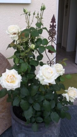 Edelrose 'Ambiente' ® -Angebote Blumen Takt Store edelrose ambiente m003494 149368 0