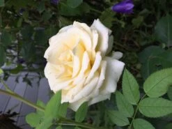 Edelrose 'Ambiente' ® -Angebote Blumen Takt Store edelrose ambiente m003494 354658 0