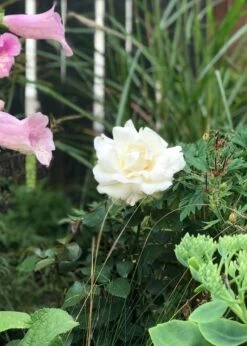 Edelrose 'Ambiente' ® -Angebote Blumen Takt Store edelrose ambiente m003494 831627 0