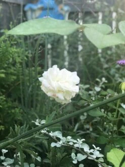 Edelrose 'Ambiente' ® -Angebote Blumen Takt Store edelrose ambiente m003494 831627 1