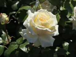 Edelrose 'Ambiente' ® -Angebote Blumen Takt Store edelrose ambiente m003494 w 0