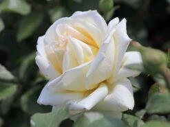 Edelrose 'Ambiente' ® -Angebote Blumen Takt Store edelrose ambiente m003494 w 1