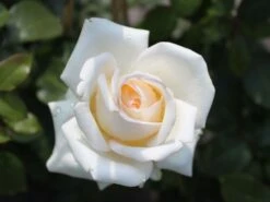 Edelrose 'Ambiente' ® -Angebote Blumen Takt Store edelrose ambiente m003494 w 2