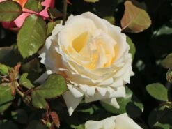 Edelrose 'Ambiente' ® -Angebote Blumen Takt Store edelrose ambiente m003494 w 3