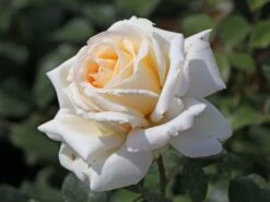 Edelrose 'Ambiente' ® -Angebote Blumen Takt Store edelrose ambiente m003494 w 4