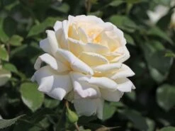 Edelrose 'Ambiente' ® -Angebote Blumen Takt Store edelrose ambiente m003494 w 5