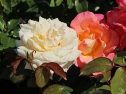 Edelrose 'Ambiente' ® -Angebote Blumen Takt Store edelrose ambiente m003494 w 6