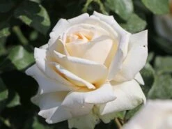 Edelrose 'Ambiente' ® -Angebote Blumen Takt Store edelrose ambiente m003494 w 7