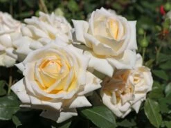 Edelrose 'Ambiente' ® -Angebote Blumen Takt Store edelrose ambiente m003494 w 8