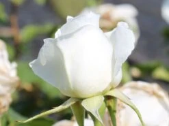 Edelrose 'Annapurna' -Angebote Blumen Takt Store edelrose annapurna m069580 w 0