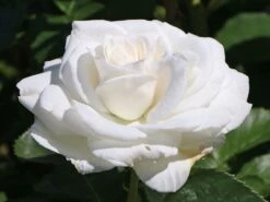 Edelrose 'Annapurna' -Angebote Blumen Takt Store edelrose annapurna m069580 w 1